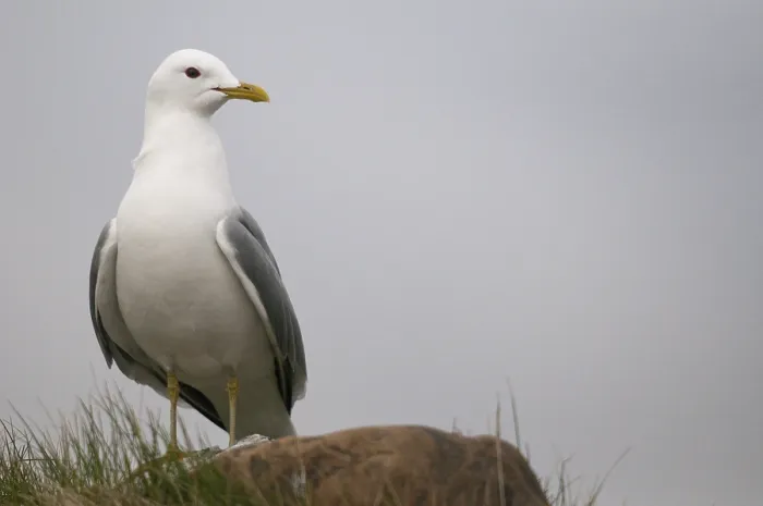 Gerahmter Druck : Graugans, Larus canus, Norwegen