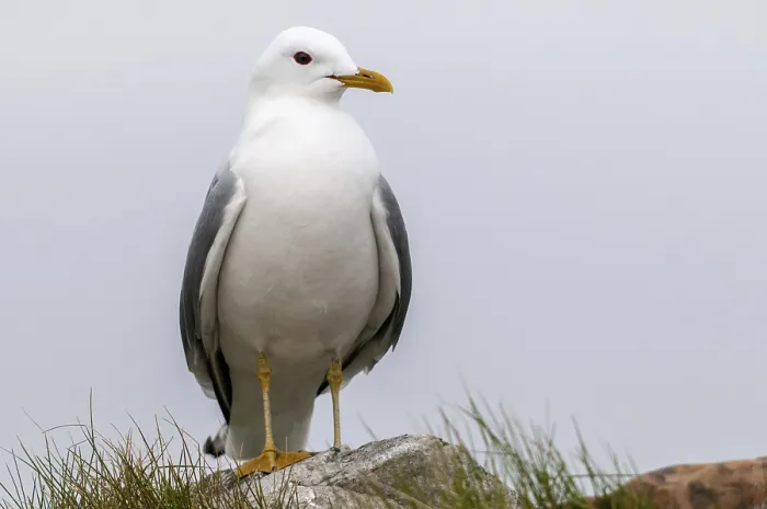 Gerahmter Druck : Graugans, Larus canus, Norwegen Gerahmter Druck : Graugans, Larus canus, Norwegen
