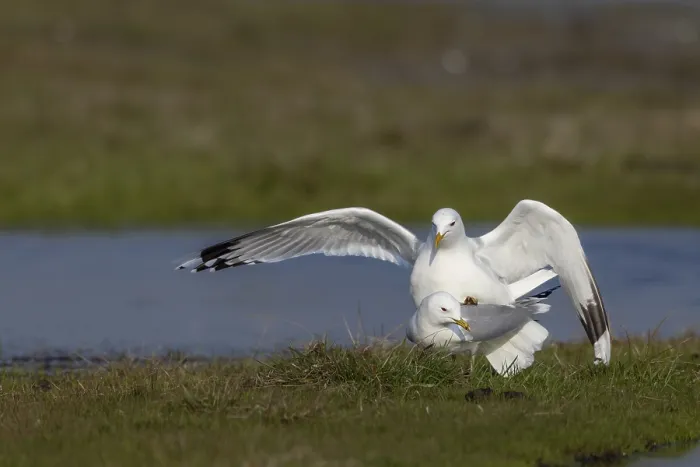 Gerahmter Druck : Graugänse (Larus canus) während der Kopulation. Gerahmter Druck : Graugänse (Larus canus) während der Kopulation.