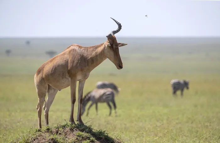 Gerahmter Druck : Gemeiner Hartebeest (Alcelaphus) Gerahmter Druck : Gemeiner Hartebeest (Alcelaphus)
