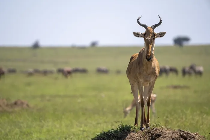 Gerahmter Druck : Gemeiner Hartebeest (Alcelaphus) Gerahmter Druck : Gemeiner Hartebeest (Alcelaphus)