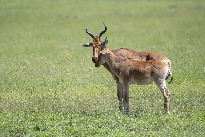Gerahmter Druck : Gemeiner Hartebeest (Alcelaphus) Gerahmter Druck : Gemeiner Hartebeest (Alcelaphus)