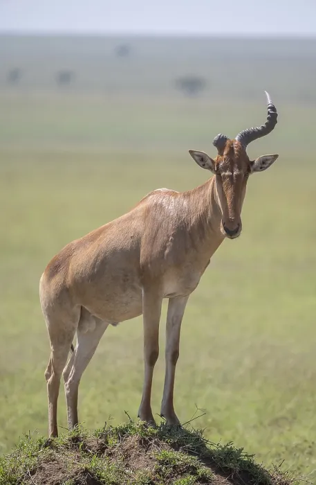 Gerahmter Druck : Gemeiner Hartebeest (Alcelaphus) Gerahmter Druck : Gemeiner Hartebeest (Alcelaphus)