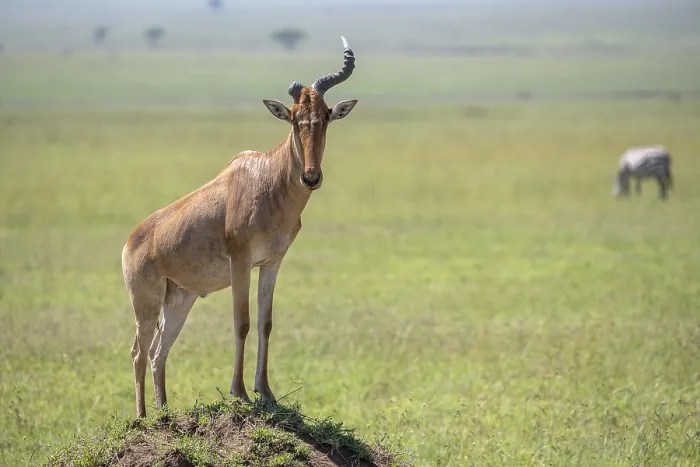 Gerahmter Druck : Gemeiner Hartebeest (Alcelaphus) Gerahmter Druck : Gemeiner Hartebeest (Alcelaphus)