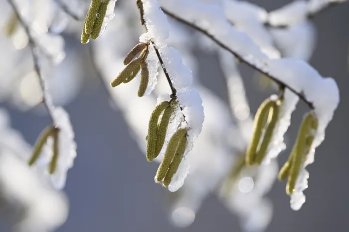 Gerahmter Druck : Gemeine Hasel (Corylus avellana) Gerahmter Druck : Gemeine Hasel (Corylus avellana)