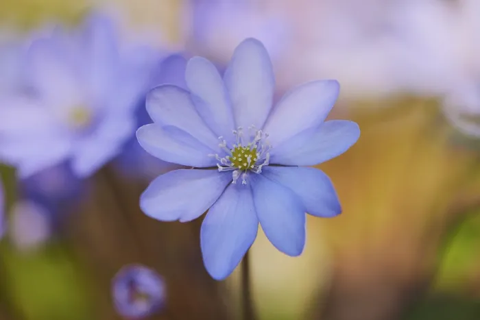 Gerahmter Druck : Gemeine Händelwurz (Anemone hepatica) Gerahmter Druck : Gemeine Händelwurz (Anemone hepatica)