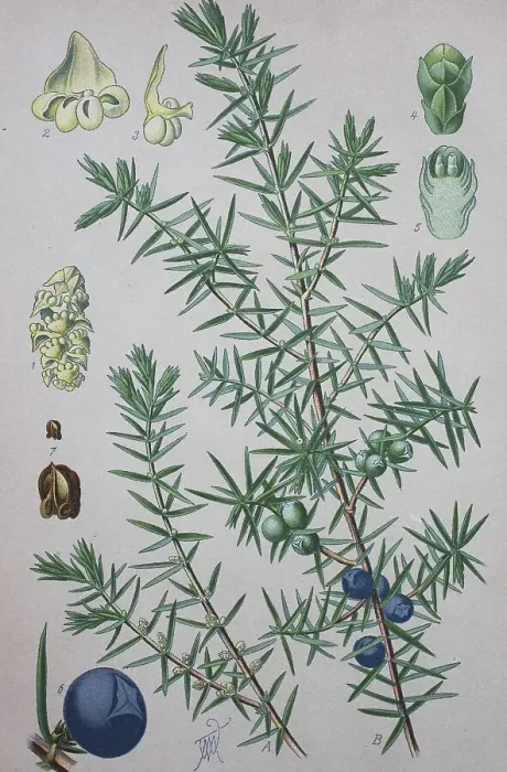 Gerahmter Druck : Gemeine Eberesche (Juniperus communis)