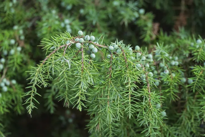 Gerahmter Druck : Gemeine Wacholder (Juniperus communis) Gerahmter Druck : Gemeine Wacholder (Juniperus communis)