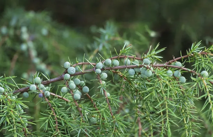Gerahmter Druck : Gemeine Wacholder (Juniperus communis) Gerahmter Druck : Gemeine Wacholder (Juniperus communis)