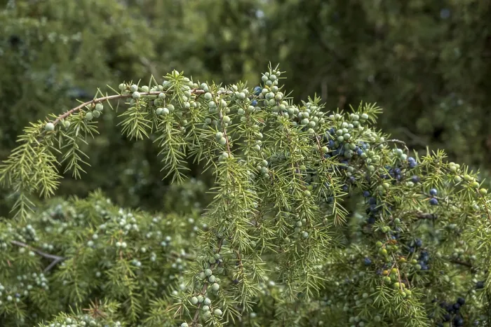 Gerahmter Druck : Gemeine Wacholder (Juniperus communis) Gerahmter Druck : Gemeine Wacholder (Juniperus communis)