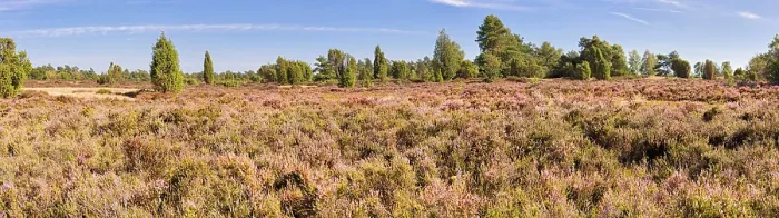 Gerahmter Druck : Gemeine Wacholder (Juniperus communis) Gerahmter Druck : Gemeine Wacholder (Juniperus communis)