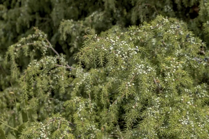 Gerahmter Druck : Gemeine Wacholder (Juniperus communis) Gerahmter Druck : Gemeine Wacholder (Juniperus communis)