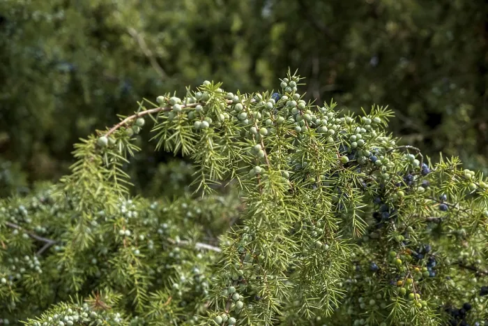 Gerahmter Druck : Gemeine Wacholder (Juniperus communis) Gerahmter Druck : Gemeine Wacholder (Juniperus communis)