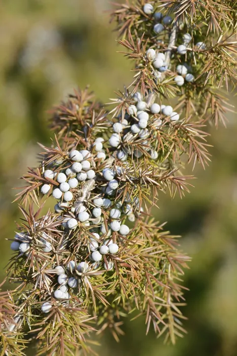 Gerahmter Druck : Gemeine Wacholder (Juniperus communis) Gerahmter Druck : Gemeine Wacholder (Juniperus communis)