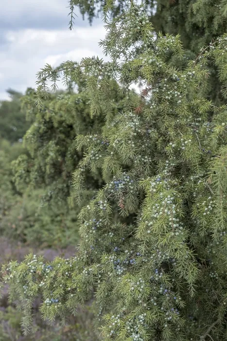 Gerahmter Druck : Gemeine Wacholder (Juniperus communis) Gerahmter Druck : Gemeine Wacholder (Juniperus communis)