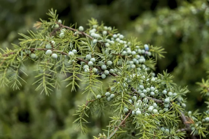 Gerahmter Druck : Gemeine Wacholder (Juniperus communis) Gerahmter Druck : Gemeine Wacholder (Juniperus communis)