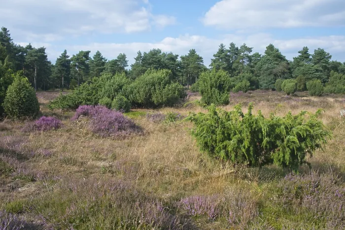 Gerahmter Druck : Gemeine Wacholder (Juniperus communis) Gerahmter Druck : Gemeine Wacholder (Juniperus communis)