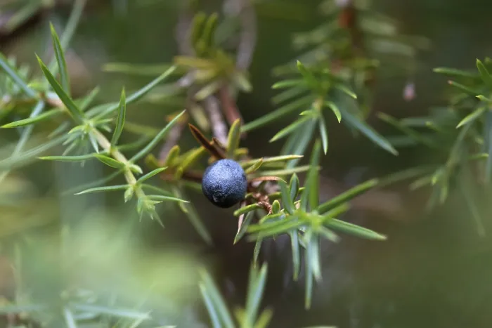 Gerahmter Druck : Gemeine Wacholder (Juniperus communis) Gerahmter Druck : Gemeine Wacholder (Juniperus communis)