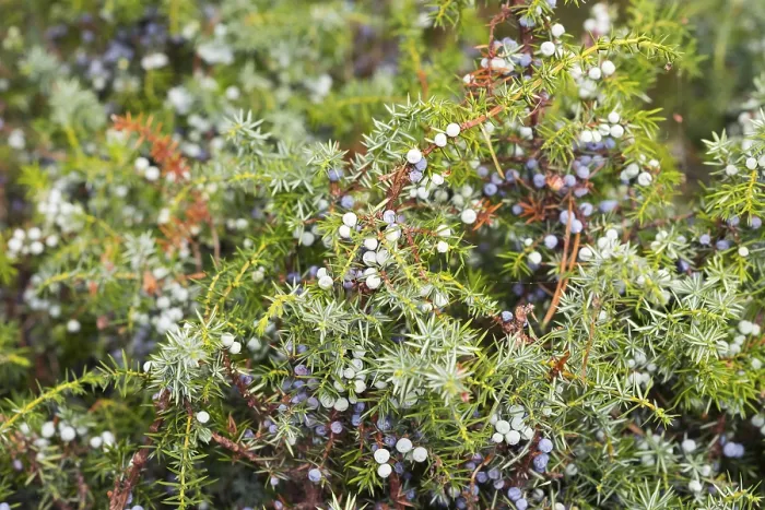 Gerahmter Druck : Gemeine Wacholderbeeren (Juniperus communis) Gerahmter Druck : Gemeine Wacholderbeeren (Juniperus communis)