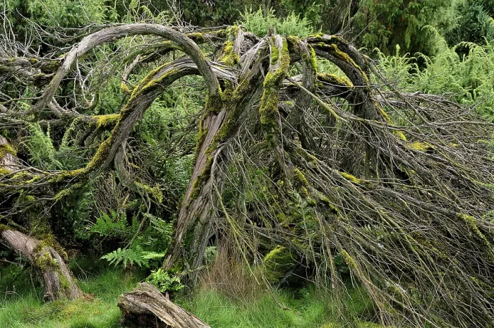 Gerahmter Druck : Gemeiner Wacholder (Juniperus communis) bedeckt mit Moos. Gerahmter Druck : Gemeiner Wacholder (Juniperus communis) bedeckt mit Moos.