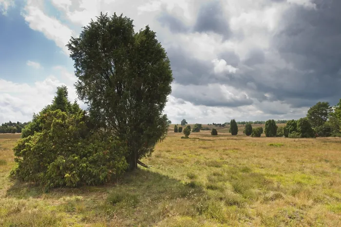 Gerahmter Druck : Juniperus communis in Heidelandschaft, Niedersachsen Gerahmter Druck : Juniperus communis in Heidelandschaft, Niedersachsen