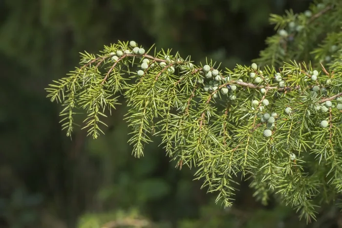 Gerahmter Druck : Gemeine Wacholder (Juniperus communis) mit Wacholderbeeren. Gerahmter Druck : Gemeine Wacholder (Juniperus communis) mit Wacholderbeeren.