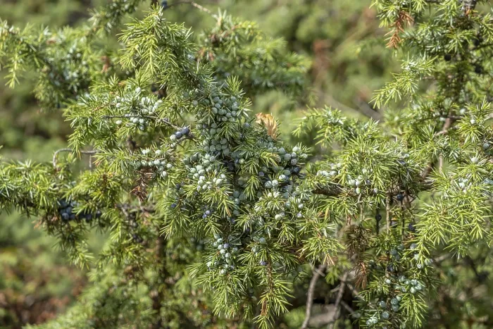Gerahmter Druck : Gemeine Wacholder (Juniperus communis), Niederlande. Gerahmter Druck : Gemeine Wacholder (Juniperus communis), Niederlande.