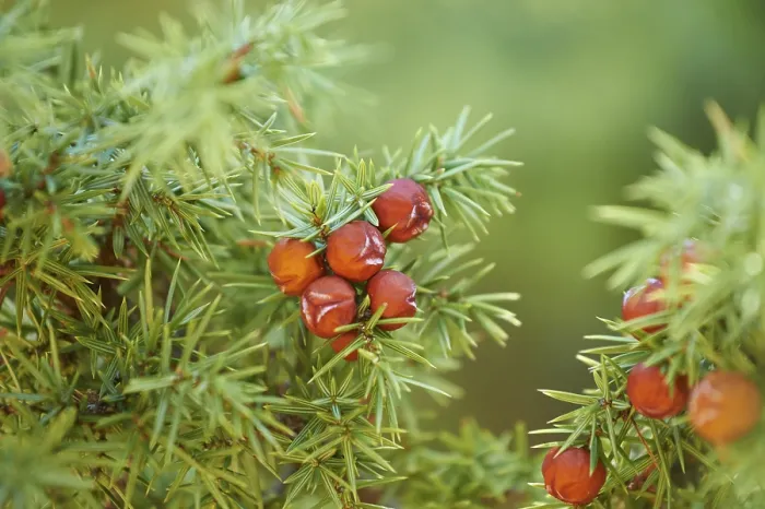 Gerahmter Druck : Gemeine Wacholder (Juniperus communis) mit roten Beeren. Gerahmter Druck : Gemeine Wacholder (Juniperus communis) mit roten Beeren.