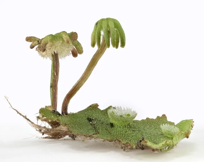 Gerahmter Druck : Gemeine Lebermoos (Marchantia polymorpha) Gerahmter Druck : Gemeine Lebermoos (Marchantia polymorpha)
