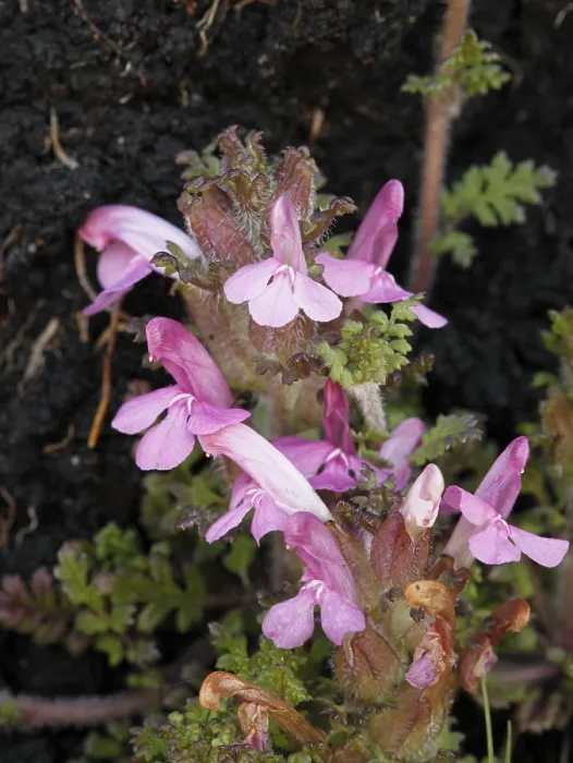 Gerahmter Druck : Gemeine Lousewurz (Pedicularis sylvatica) Gerahmter Druck : Gemeine Lousewurz (Pedicularis sylvatica)