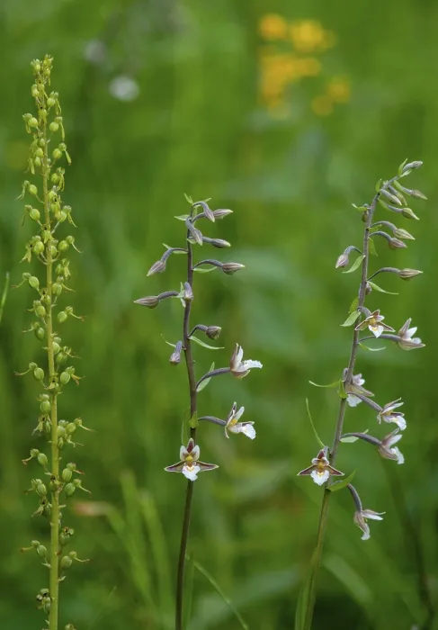 Gerahmter Druck : Gemeiner Sumpf-Wurzelpfeffer, Epipactis palustris. Gerahmter Druck : Gemeiner Sumpf-Wurzelpfeffer, Epipactis palustris.