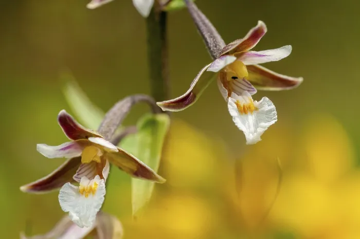 Gerahmter Druck : Gemeine Sumpf-Wurzelschleimnabel, Epipactis palustris Gerahmter Druck : Gemeine Sumpf-Wurzelschleimnabel, Epipactis palustris