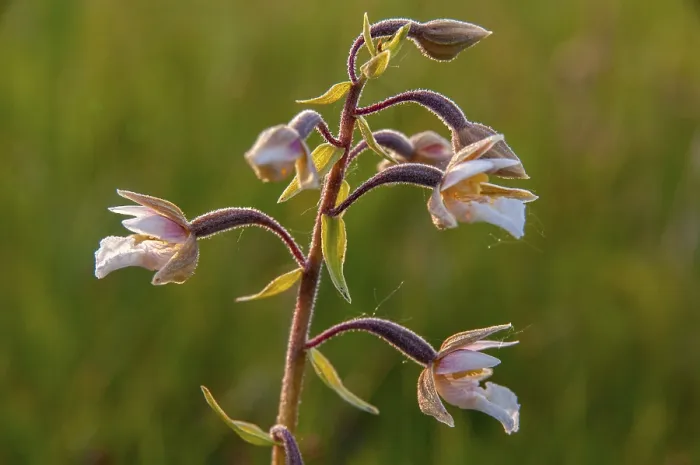 Gerahmter Druck : Gemeiner Sumpf-Wurzelhalm, Epipactis palustris. Gerahmter Druck : Gemeiner Sumpf-Wurzelhalm, Epipactis palustris.