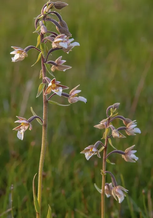 Gerahmter Druck : Gemeine Moosfarnwurzel, Epipaktis palustris. Gerahmter Druck : Gemeine Moosfarnwurzel, Epipaktis palustris.