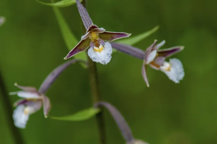 Gerahmter Druck : Gemeiner Sumpf-Wurzelpfriem, Epipactis palustris. Gerahmter Druck : Gemeiner Sumpf-Wurzelpfriem, Epipactis palustris.