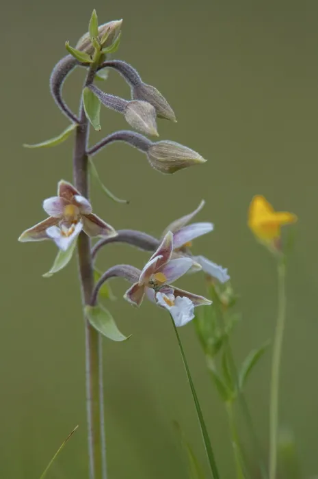 Gerahmter Druck : Gemeine Sumpf-Wurzelschleimnasse, Epipactis palustris. Gerahmter Druck : Gemeine Sumpf-Wurzelschleimnasse, Epipactis palustris.