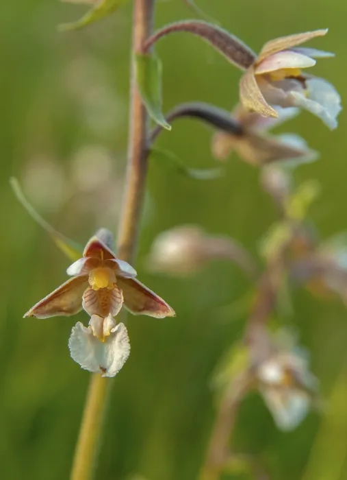 Gerahmter Druck : Gemeine Wiesenschefer, Epipactis palustris. Gerahmter Druck : Gemeine Wiesenschefer, Epipactis palustris.