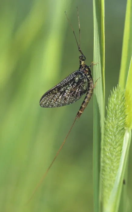 Gerahmter Druck : Gemeine Eintagsfliege, Ephemera vulgata. Gerahmter Druck : Gemeine Eintagsfliege, Ephemera vulgata.