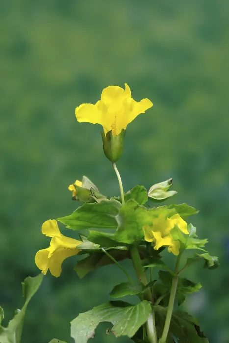 Gerahmter Druck : Gemeiner Affenblumen (Mimulus guttatus) Gerahmter Druck : Gemeiner Affenblumen (Mimulus guttatus)