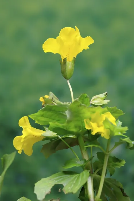 Gerahmter Druck : Gemeiner Affenblume (Mimulus guttatus) Gerahmter Druck : Gemeiner Affenblume (Mimulus guttatus)