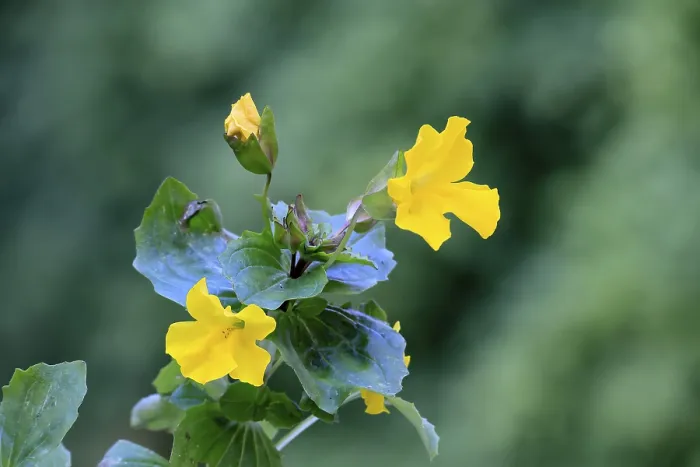 Gerahmter Druck : Gemeiner Affenblumen (Mimulus guttatus)