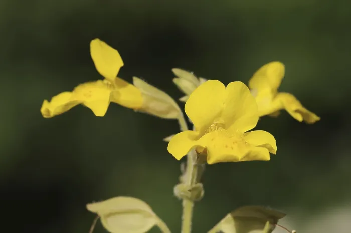 Gerahmter Druck : Mimulus guttatus - Gemeine Affenblume Gerahmter Druck : Mimulus guttatus - Gemeine Affenblume