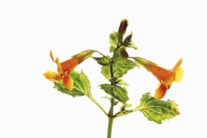 Gerahmter Druck : Gemeiner Affenblumen (Mimulus guttatus) Gerahmter Druck : Gemeiner Affenblumen (Mimulus guttatus)