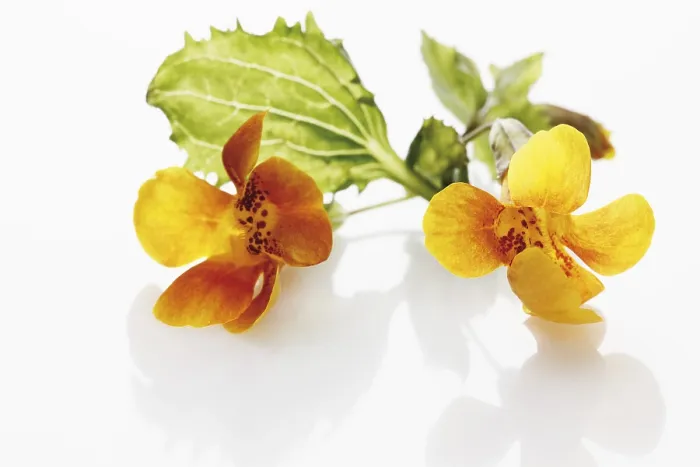 Gerahmter Druck : Gemeiner Affenblume (Mimulus guttatus) Gerahmter Druck : Gemeiner Affenblume (Mimulus guttatus)