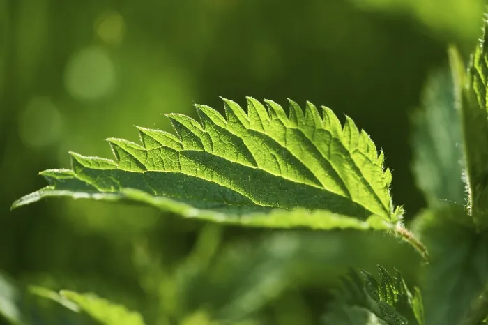 Gerahmter Druck : Gemeiner Brennnessel (Urtica dioica) Blatt. Gerahmter Druck : Gemeiner Brennnessel (Urtica dioica) Blatt.