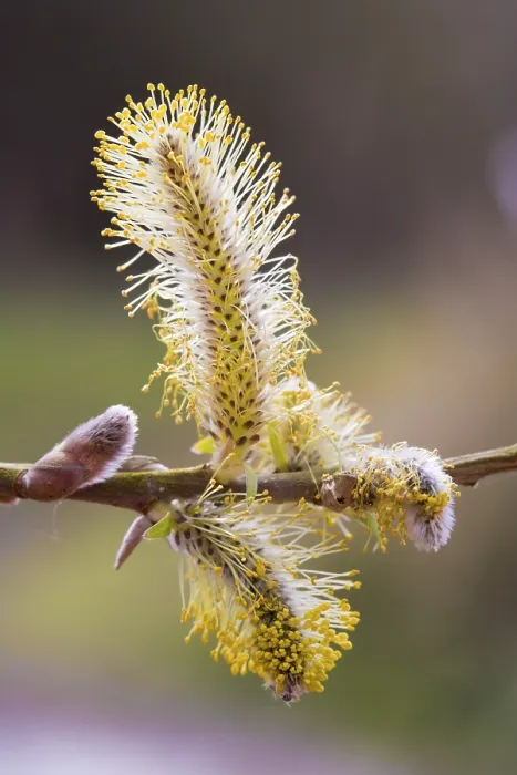 Gerahmter Druck : Salix viminalis, Blütenkatzen Gerahmter Druck : Salix viminalis, Blütenkatzen