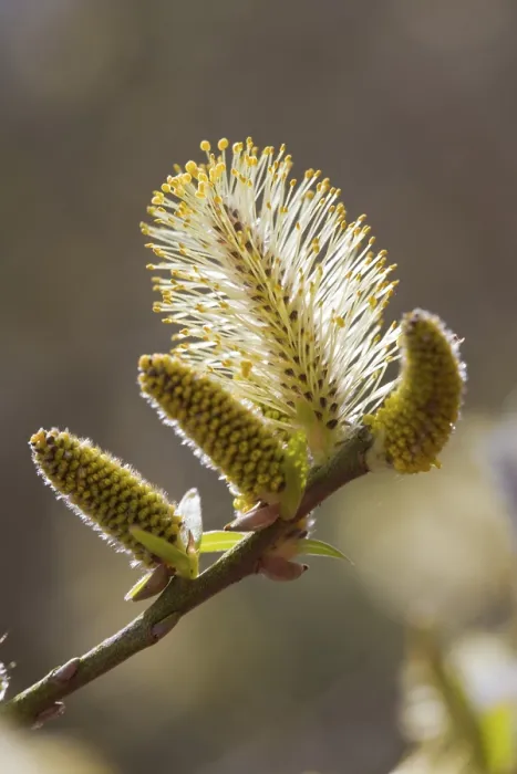 Gerahmter Druck : Salix viminalis Gerahmter Druck : Salix viminalis