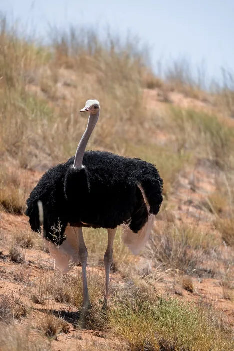 Gerahmter Druck : Gemeiner Strauß (Struthio camelus) Gerahmter Druck : Gemeiner Strauß (Struthio camelus)