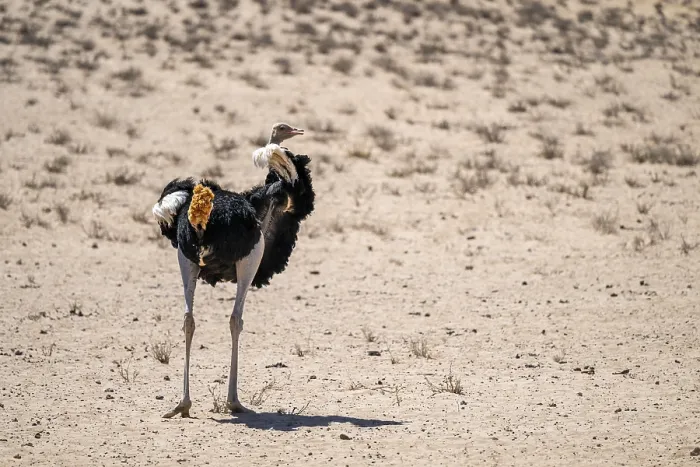 Gerahmter Druck : Gemeiner Strauß (Struthio camelus) Gerahmter Druck : Gemeiner Strauß (Struthio camelus)
