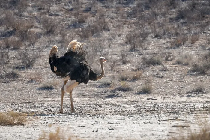 Gerahmter Druck : Gemeiner Strauß (Struthio camelus)